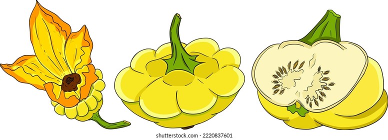 Vector illustration of a patisson. Patty pan squash isolated on white background. Dish-shaped pumpkin