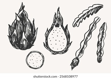 Vector illustration of Pattaya plant on isolated background. Hand drawn set with exotic whole and half of juicy cactus Dragon fruit. Healthy food and ingredient. Design for label, print, paper