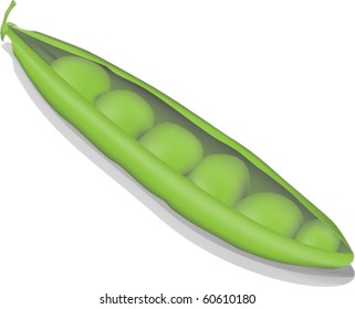 Vector Illustration of Pea Pod on white Background