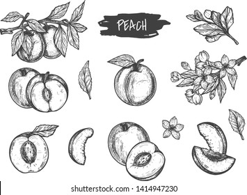 Peach Pit Images Stock Photos Vectors Shutterstock