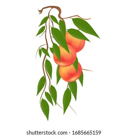 Vector illustration of a peach branch with green leaves on a white background. Decorative element for your design.