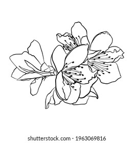 Vector illustration of peach flowers. Doodle style.