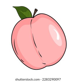vector illustration of a peach fruit