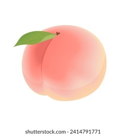 Ilustración vectorial del fruto del melocotón