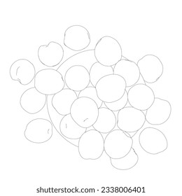 Vector illustration of peach fruit on plate. Half, slice and whole shape of peach, nectarine, apricot, apple. Peaches isolated on white background. Flat design contour