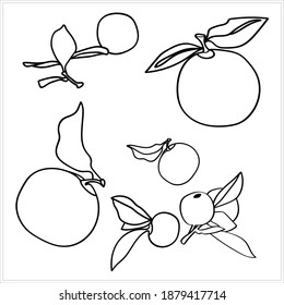 Vector illustration of a peach. Image on a white background.