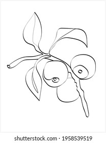 Vector illustration of a peach. Image on a white background.