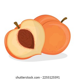  vector illustration of peach isolated on white background, peach with leaves, half of peach, piece of peach isolated