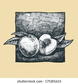 Vector  illustration of a peach stylized as engraving