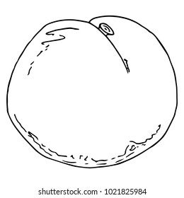 Vector illustration of a peach. Summer fruit peach. 