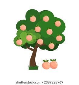 
Vector illustration of a peach tree in flat style on a white background. Peaches.