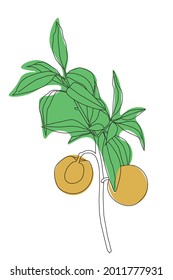 Ilustración vectorial de melocotones. Una rama de melocotón enfurecida con una fruta cortada a la mitad.