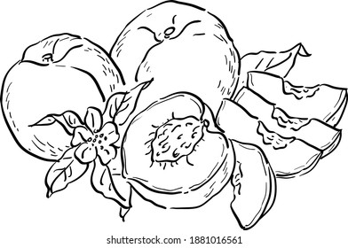 Vector illustration with peaches, peach slices, leaves and flowers