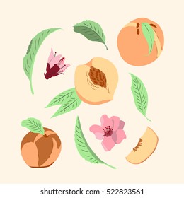 Vector illustration. Peaches set