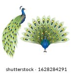 Vector illustration of a peacock bird large tail open and folded set