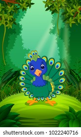 vector illustration of Peacock in the clear and green forest