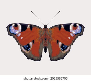 Vector illustration of a peacock eye butterfly with open wings, isolated on a light background. A beautiful bright insect with red wings and a symmetrical pattern, top view
