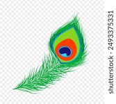 Vector illustration of peacock feather on transparent background