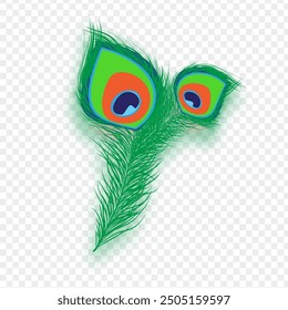 Vector illustration of peacock feather on transparent background