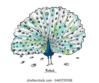 vector illustration peacock, peafowl with flowing tail sketch illustration