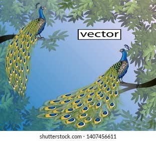 vector illustration of peacocks among the leaves of a tree sitting framed by bushes long tails feathers beautiful shimmer