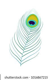 Vector illustration of peafowl feather