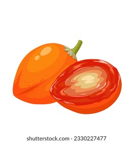 Vector illustration, peanut butter fruit or Bunchosia argentea, isolated on white background.