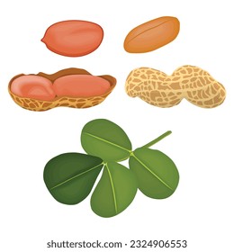 Vector illustration of peanut icon in cartoon flat style. Natural peanut food fat protein for healty life. Drawing nut for menu packaging advertising. Isolated on white background.