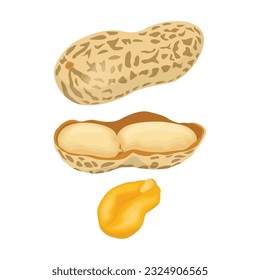Vector illustration of peanut icon in cartoon flat style. Natural peanut food fat protein for healty life. Drawing nut for menu packaging advertising. Isolated on white background.