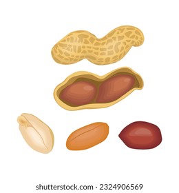 Vector illustration of peanut icon in cartoon flat style. Natural peanut food fat protein for healty life. Drawing nut for menu packaging advertising. Isolated on white background.