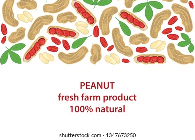 vector illustration of peanut and leaf design background white and nut and text fresh farm product 100% natural EPS10
