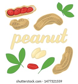 vector illustration of peanut and leaf design isolated with lettering peanut background white and nut EPS10