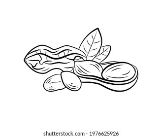 Vector illustration, Peanut with leaves, black and white icon template isolated on white background.
