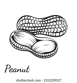 Vector illustration of peanut in a nutshell and without it drawn by hand. Peanut, groundnut. Closeup image for wrapping and packaging food design. Black isolated on white background.