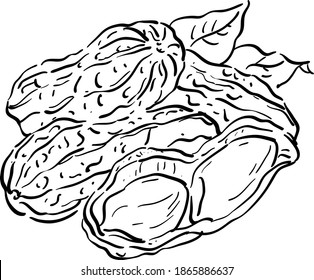 Vector illustration with peanuts, peanut shells, leaves, nuts