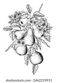 Vector illustration of a pear branch with fruits and flowers in engraving style