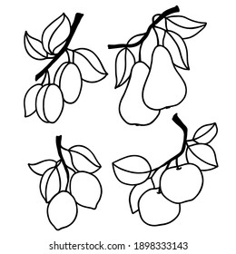 Vektorgrafik, Birne, Pflaumen, Zitrone, Apfel, Obst, schwarz gezeichnet, einzeln