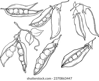 Vector illustration of peas and half of the peas. Set of peas isolated on white background. Line art. Illustration of vegetables. Suitable for illustrating healthy eating, local farm. line vector