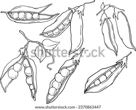 Vector illustration of peas and half of the peas. Set of peas isolated on white background. Line art. Illustration of vegetables. Suitable for illustrating healthy eating, local farm. line vector