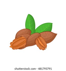 Vector illustration pecan nut. A handful of shelled pecans nuts in shell and shelled, leaves. Tasty Image on white background nuts for printing on packaging, advertising of healthy foods