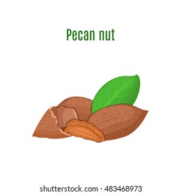 Vector illustration pecan nut. A handful of shelled pecans nuts in shell and shelled, leaves. Tasty Image on white background nuts for printing on packaging, advertising of healthy foods