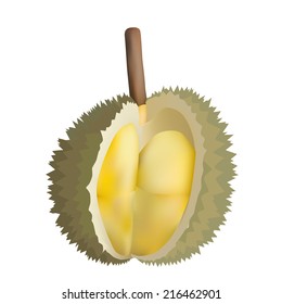 Vector illustration of peeled durian King of fruits isolated on white background