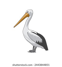 vector illustration of a pelican bird