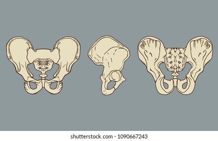 33,538 Anatomy hip Images, Stock Photos & Vectors | Shutterstock