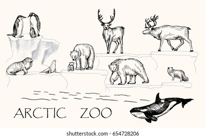 Vector illustration. Pen drawn arctic animals set: penguins, polar bears, walrus, seal, polar fox, reindeers, orca whale.