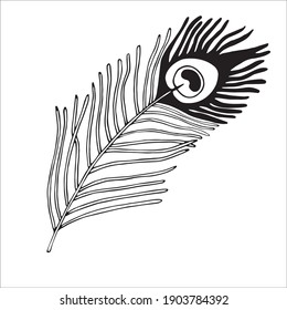 Vector illustration of a pen. Isolated image of a peacock feather. Black and white feather in doodle style.