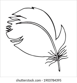 Vector illustration of a pen. Isolated image of a bullfinch feather. Black and white feather in doodle style.