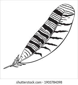 Vector illustration of a pen. Isolated image of a owl feather. Black and white feather in doodle style.