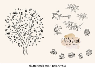 Vector illustration. Pen style drawing walnuts set. Vector objects.