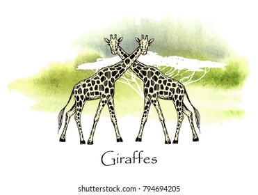 Vector illustration. Vector pen style drawn giraffes on watercolor style background. 